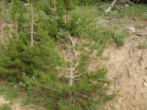 GDMBR: A Lazy No Good for Nothing Person cut the top of this tree off for a Christmas Tree.